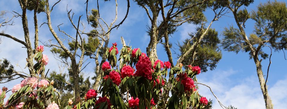 Ben Rudd Property, Bruce Campbell Rhododendren Dell