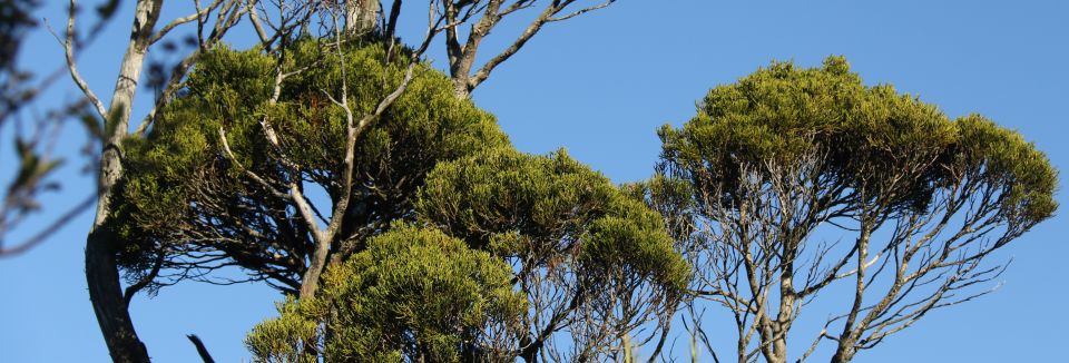 Bush canopy on Cloud Forests of Leith track